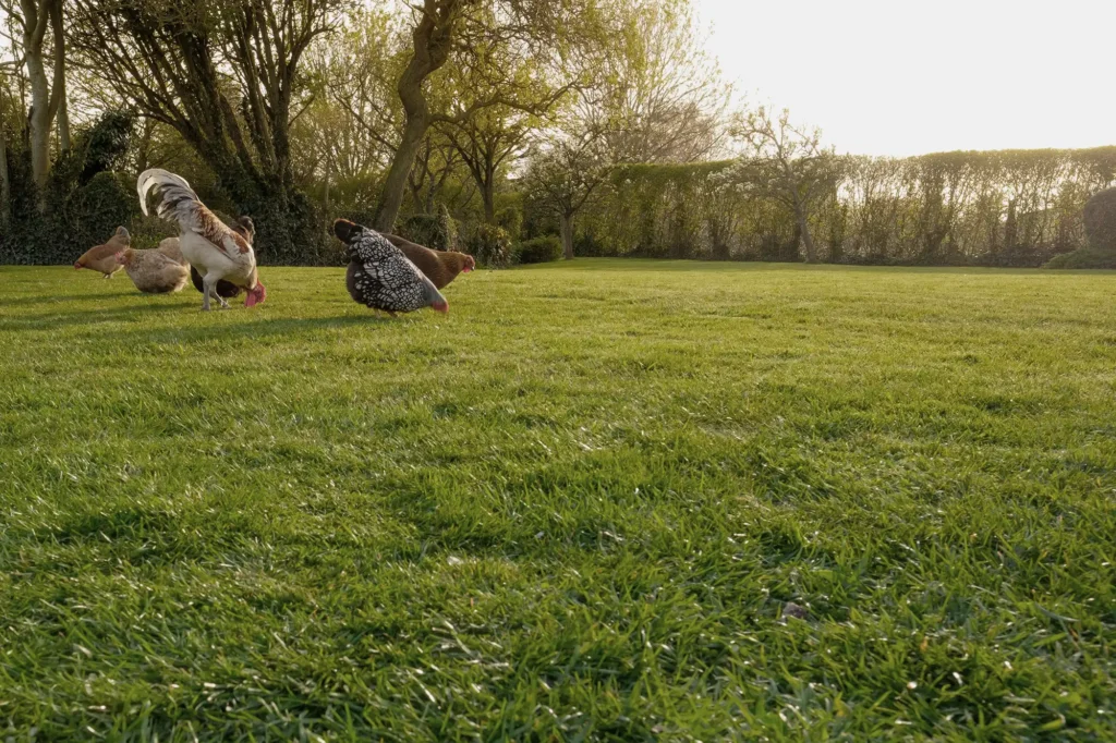 Galeriebild 2/3 – Zotter Fleisch – Produkte